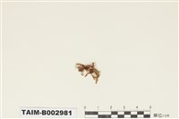 藏品(真苔屬)的圖片